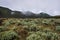 Tegal Alun is a place where we can found many edelweiss or know as Eternal Flower. Beautiful landscape of mount Papandayan.