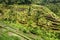 Tegalalang Rice Terrace