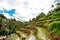 Tegalalang Rice Terrace. Agriculture. Wide angle Rice field in mountains on Bali, Indonesia.