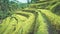 Tegalalang rice terrace fields with beautiful coconut palm trees growing on cascades, Ubud, Bali, Indonesia