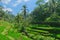 Tegalalang rice terraces, sunny day and green jungles in Ubud, Bali