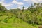 TEGALALANG, UBUD, BALI, INDONESIA: The landscape of the ricefields. Rice terraces famous place Tegallalang near Ubud. The island