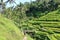 Tegallalang, Bali, Indonesia - January 31 2024: people enjoy the beautiful rice terraces near the village