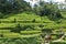 Tegallalang, Bali, Indonesia - January 31 2024: people enjoy the beautiful rice terraces near the village