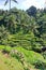 Tegallalang, Bali, Indonesia - January 31 2024: people enjoy the beautiful rice terraces near the village