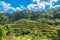 Tegallalang Rice Terrace in Bali, Indonesia