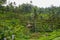 Tegallalang Rice Terrace fields - Ubud - Bali - Indonesia