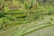 Tegallalang rice terraces - Bali