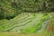 Tegallalang rice terraces - Bali