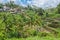 Tegallalang Village Rice Terraces in Bali, Ubud.