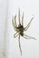 Tegenaria domestica. Barn funnel weaver, domestic house spider