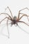 Tegenaria domestica - house spider