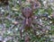 Tegenaria Gigantean or Giant House Spider