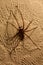 Tegenaria House Spider 01