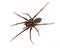 Tegenaria spider on white