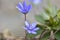 Teh Liverleaf Anemone transsilvanica on a forest