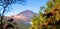 Teide behind Branches