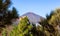 Teide Behind Trees