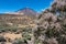 Teide- White retama flower with scenic view on volcano Pico del Teide and Montana Blanca, Mount El Teide National Park, Tenerife,