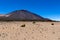 Teide - Yellow flixweed on desert plain La Canada de los Guancheros with scenic view on volcano Pico del Teide