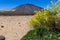 Teide - Yellow flixweed on desert plain La Canada de los Guancheros with scenic view on volcano Pico del Teide
