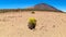 Teide - Yellow flixweed on desert plain La Canada de los Guancheros with scenic view on volcano Pico del Teide