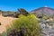 Teide - Yellow flixweed with scenic view on volcano Pico del Teide and Montana Blanca, Mount El Teide National Park, Tenerife,