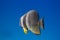 Teira batfish (Platax teira)