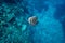 Teira batfish or Platax teira swimming in the blue ocean