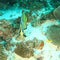 Teira batfish swimming above coral reef
