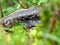 Teji lizard camouflaged among the vegetation