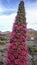 Tejinaste Rojo or Tenerife bugloss `tower of jewels`, mount tei