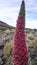 Tejinaste Rojo or Tenerife bugloss `tower of jewels`, mount tei