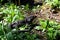 Teju lizard at the foliage