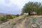 Tel Anafa, footpath and old Pistacia atlantica trees