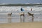 Tel Aviv, Israel - April 23, 2017: Happy husky dogs and surfers at the Gordon beach. Tel Aviv, Israel