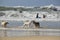 Tel Aviv, Israel - April 23, 2017: Happy husky dogs and surfers at the Gordon beach. Tel Aviv, Israel