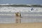 Tel Aviv, Israel - April 23, 2017: Happy husky dogs and surfers at the Gordon beach. Tel Aviv, Israel