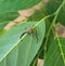 Telamonia dimidiata,spider, insert,