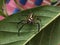 Telamonia dimidiata,spider, insert,