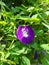 telang flower, beautiful purple color, beneficial for health as well as being a natural food coloring