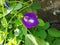telang flower, beautiful purple color, beneficial for health as well as being a natural food coloring