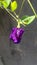Telang, flower, purple, blooming, nature, garden, blosom