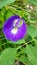 Telang, flower, purple flower, nature, garden, blooming, blossom, purple, green