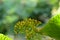 Telanthophpra grandiflora, Giant groundsel, 2.