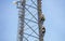 Telecom maintenance. Two repair men climbing on tower against blue sky background