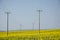 Telegraph Pole in field of flowering yellow rape seed