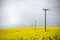 Telegraph poles in farmland field