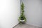 Telephone Plant in home or office interior with minimalist design that can be in the shade also known as Pothos or pothos in a gra