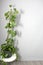 Telephone Plant in home or office interior with minimalist design that can be in the shade also known as Pothos or pothos in a gra